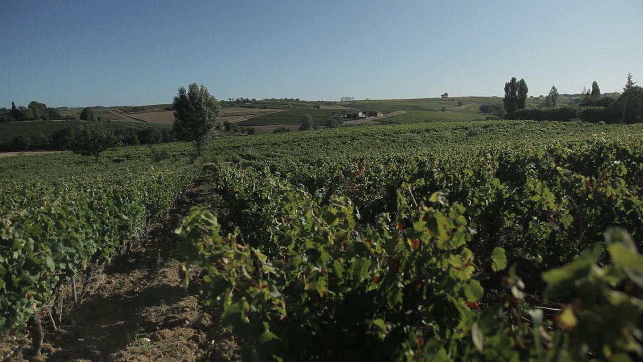 Vendanges : Photo