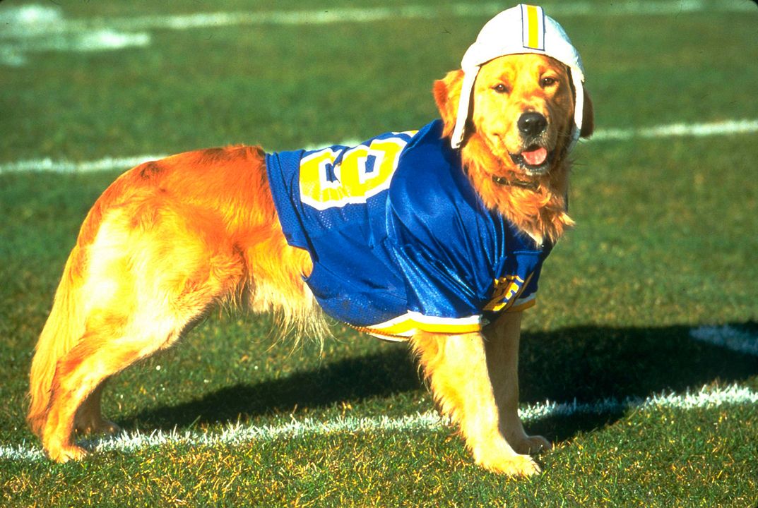 Air Bud 2 : Receveur étoile : Photo