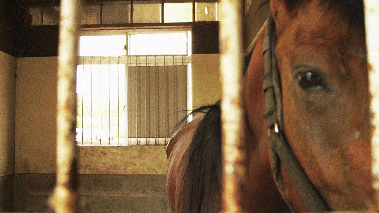 The Horses of Fukushima : Photo
