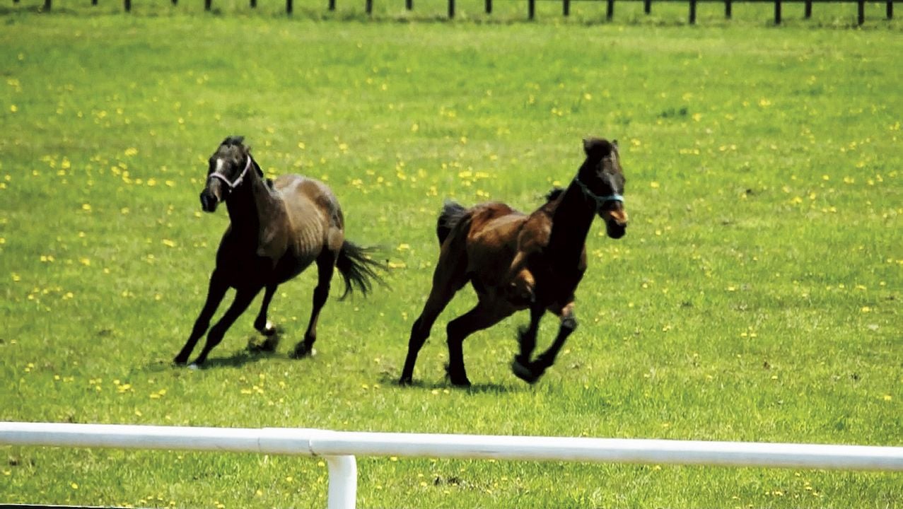 The Horses of Fukushima : Photo