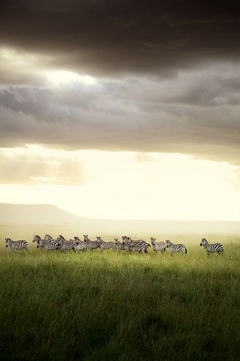 Nature : Photo