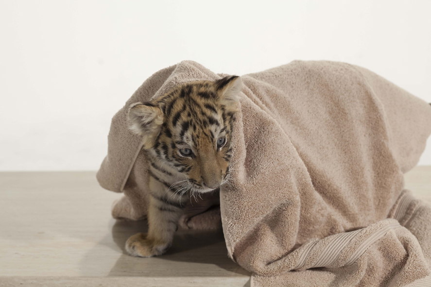 Luna le bébé tigre : Photo