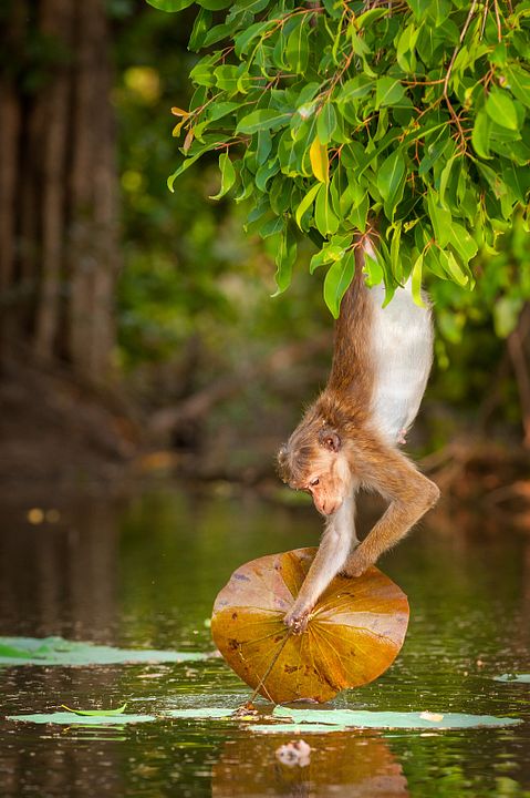 Au Royaume des Singes : Photo