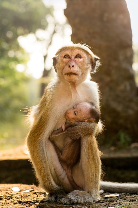 Au Royaume des Singes : Photo