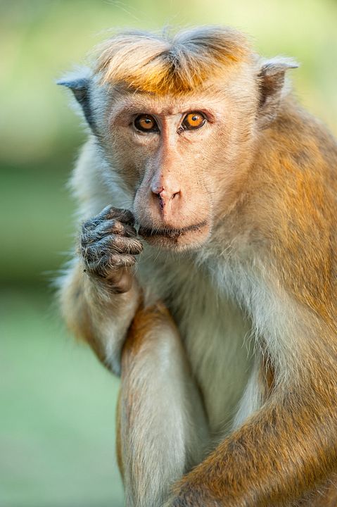 Au Royaume des Singes : Photo