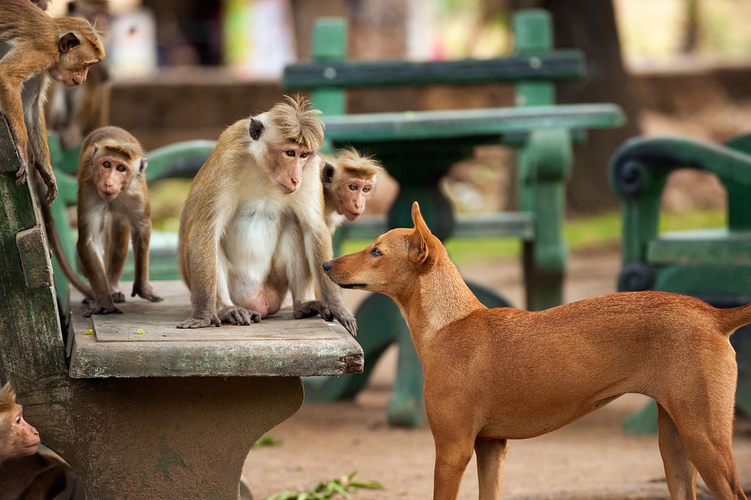 Au Royaume des Singes : Photo