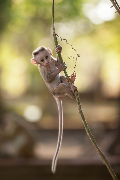 Au Royaume des Singes : Photo