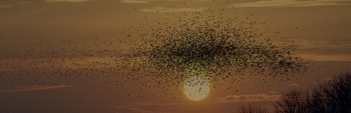Swarmed : Photo