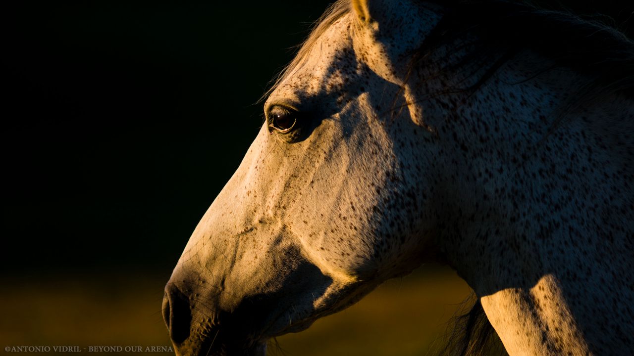 Beyond our arena : Photo