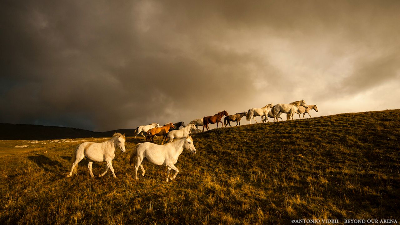 Beyond our arena : Photo