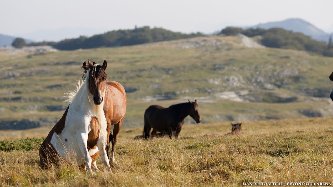 Beyond our arena : Photo