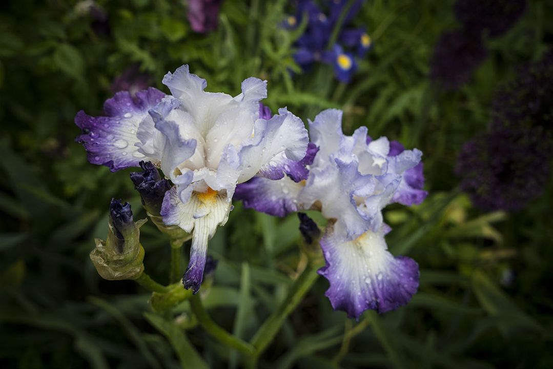 Peindre le jardin moderne : de Monet à Matisse : Photo