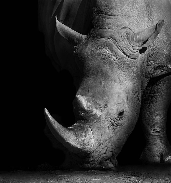 Racing Extinction : Photo