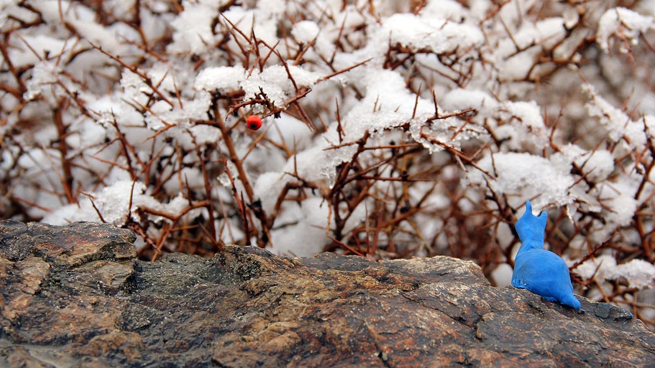 Chouette... Un nouvel ami ! : Photo