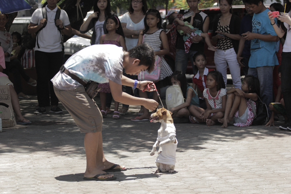 The Dog Show : Photo