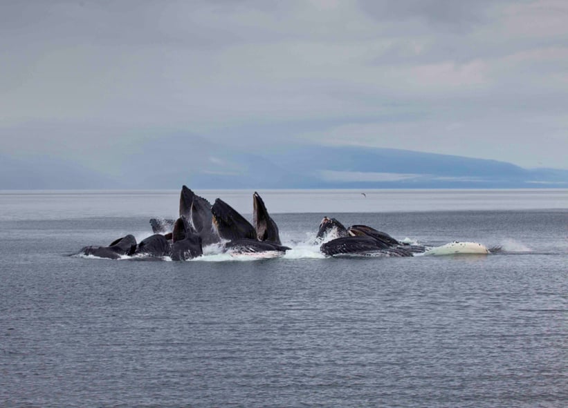 Baleines : Photo