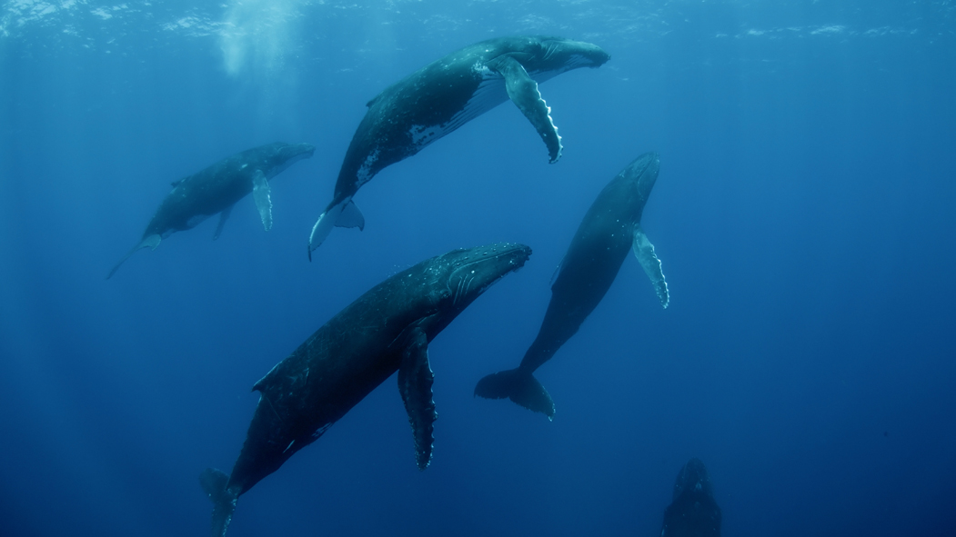 Baleines : Photo