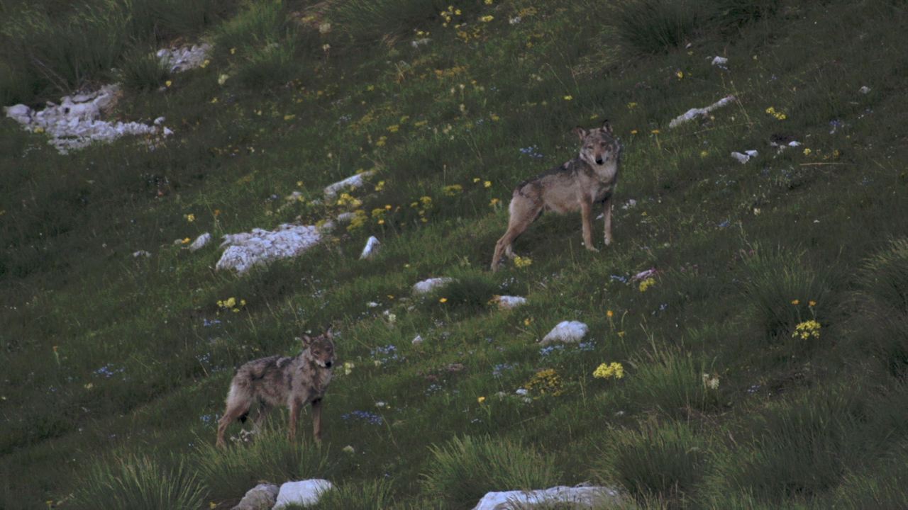 La Vallée des loups : Photo