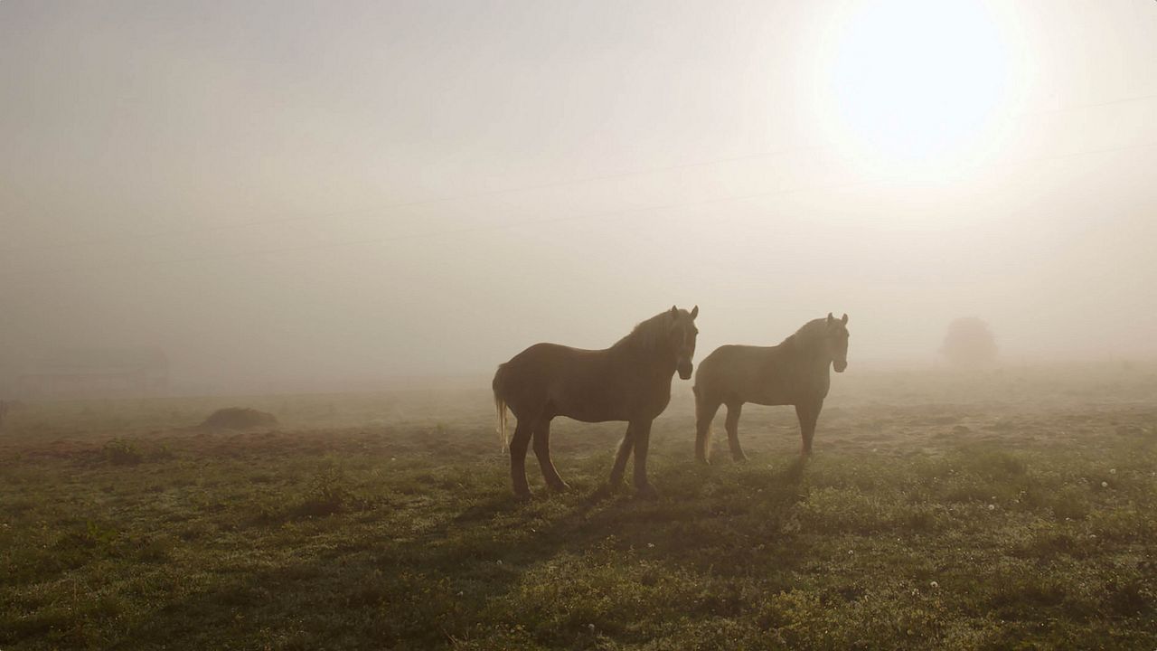 Look & See: A Portrait of Wendell Berry : Photo