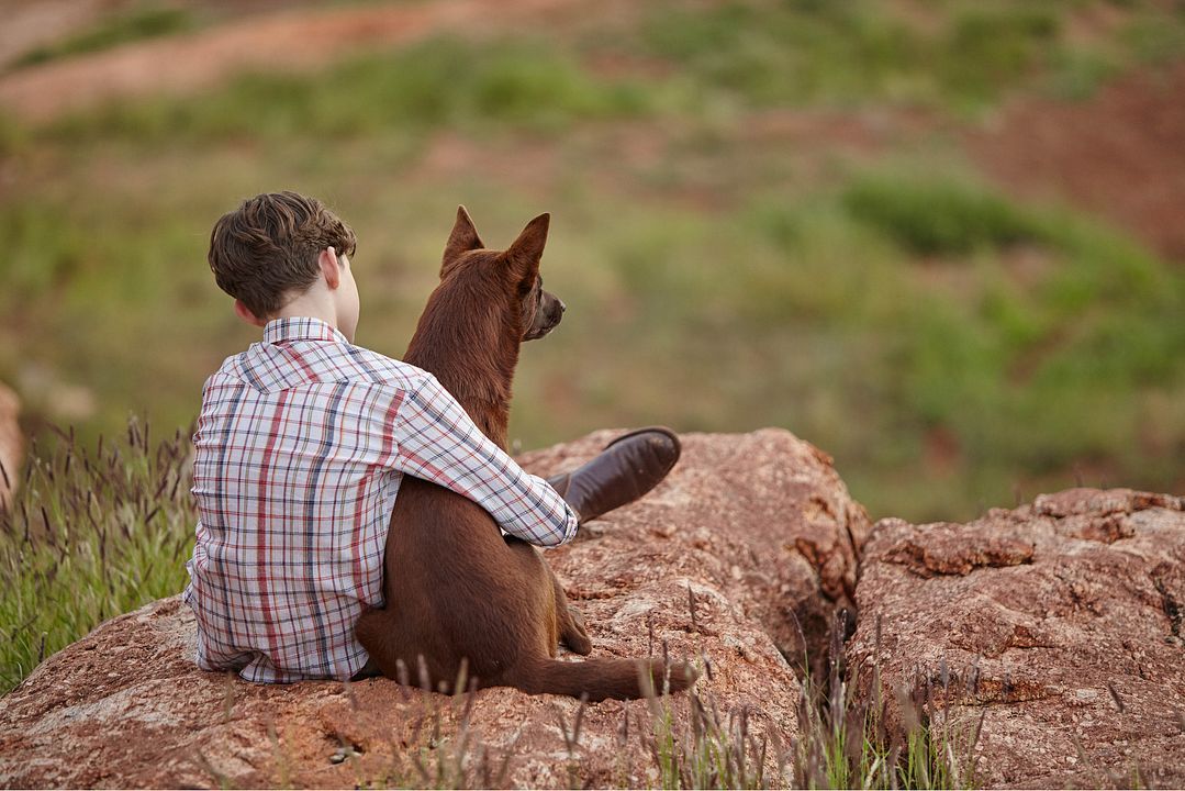 Blue, mon Chien d'Australie : Photo