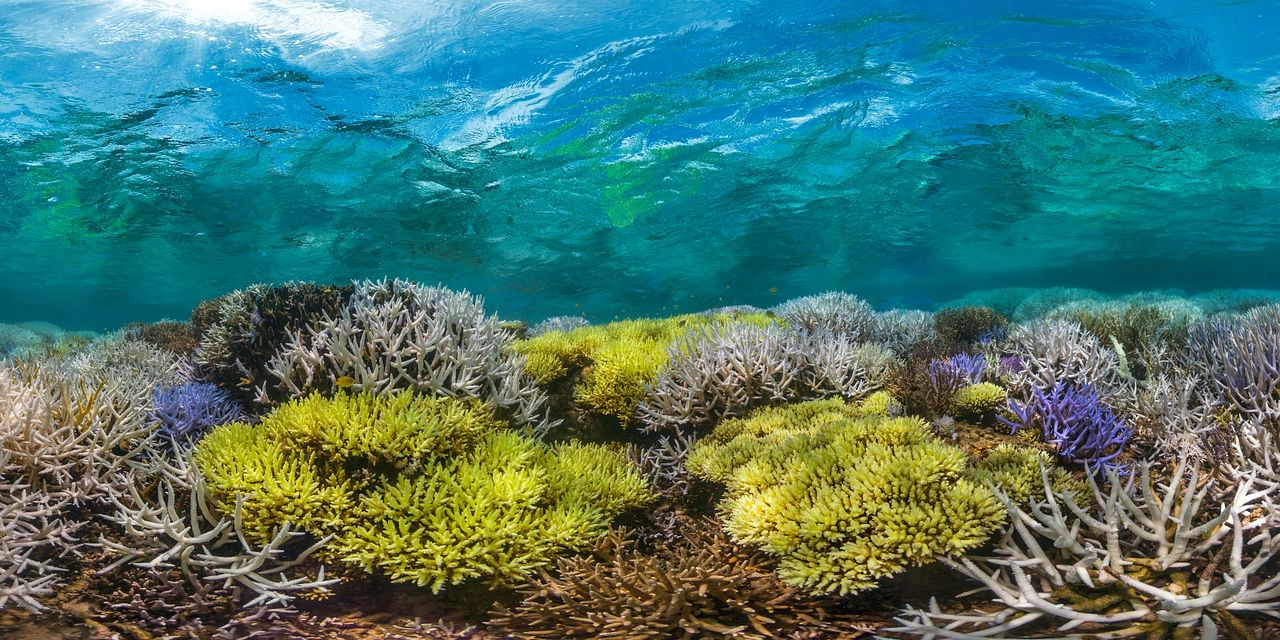 Chasing Coral : Photo