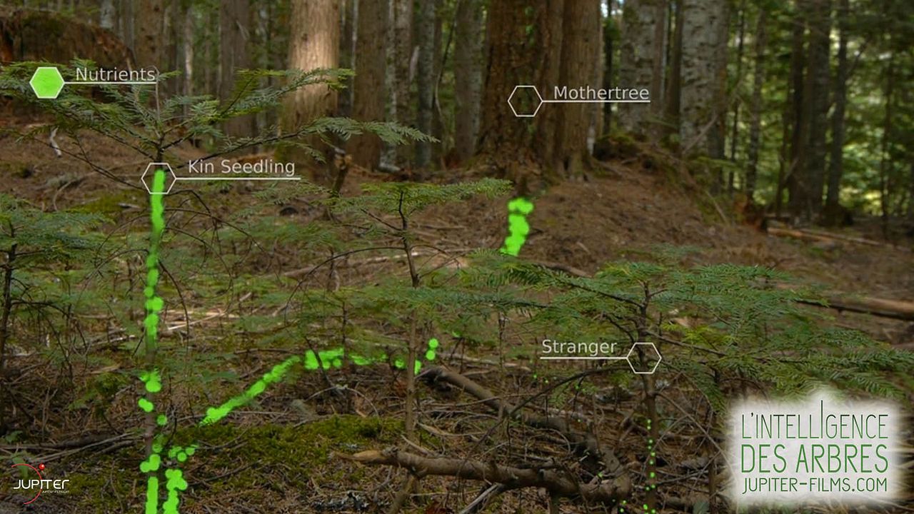L'Intelligence des Arbres : Photo