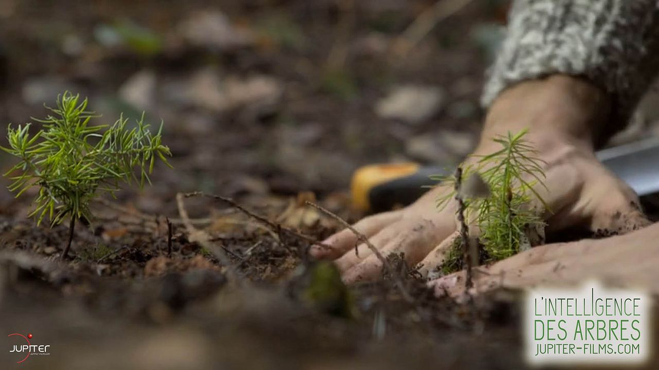 L'Intelligence des Arbres : Photo