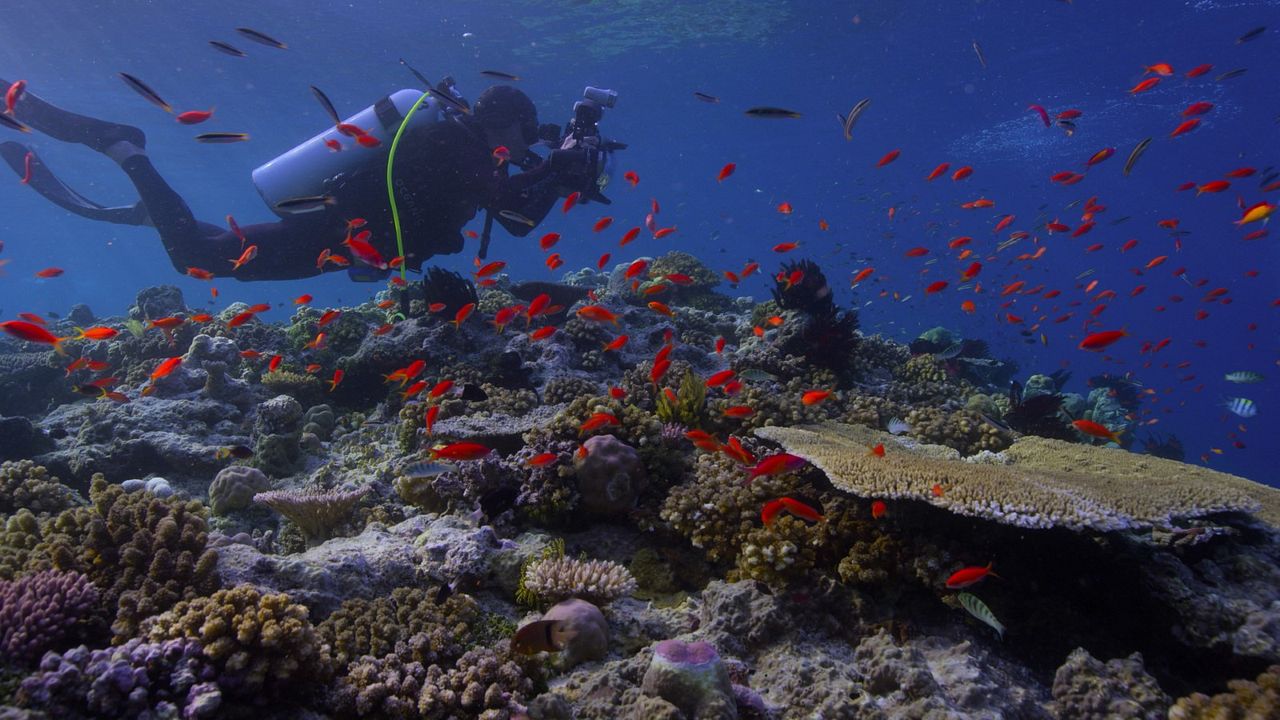 Chasing Coral : Photo