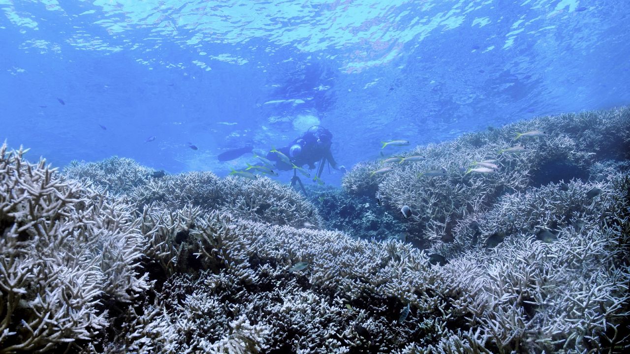 Chasing Coral : Photo