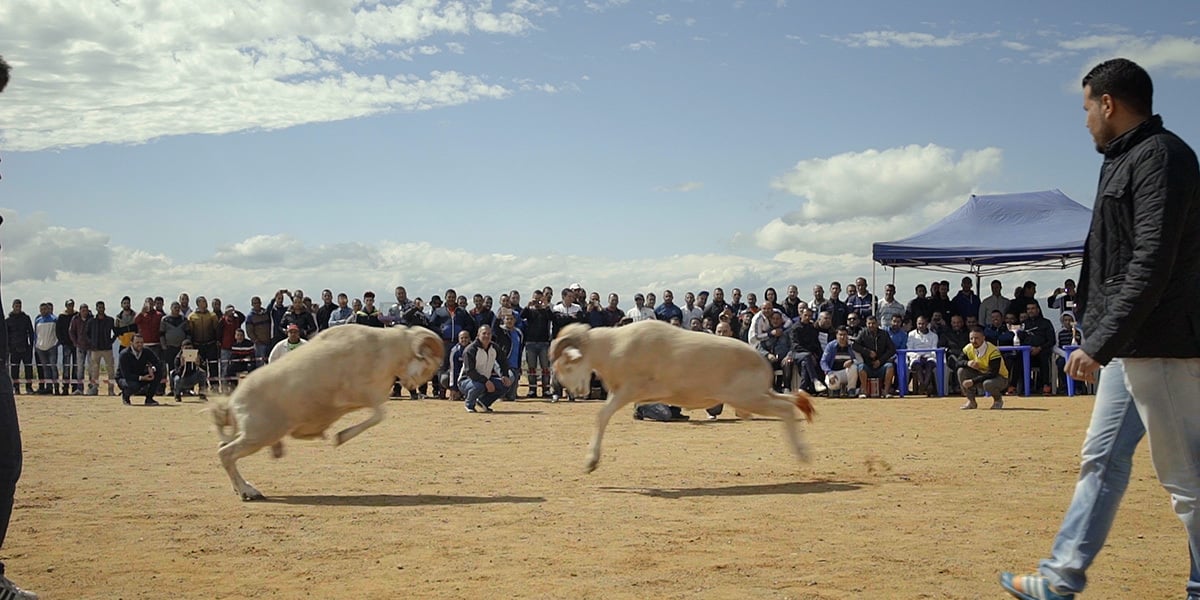 Des Moutons et des Hommes : Photo