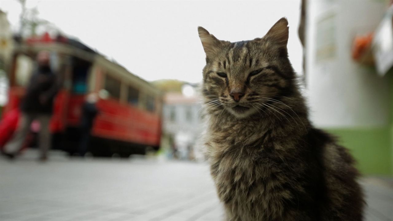Kedi - Des chats et des hommes : Photo