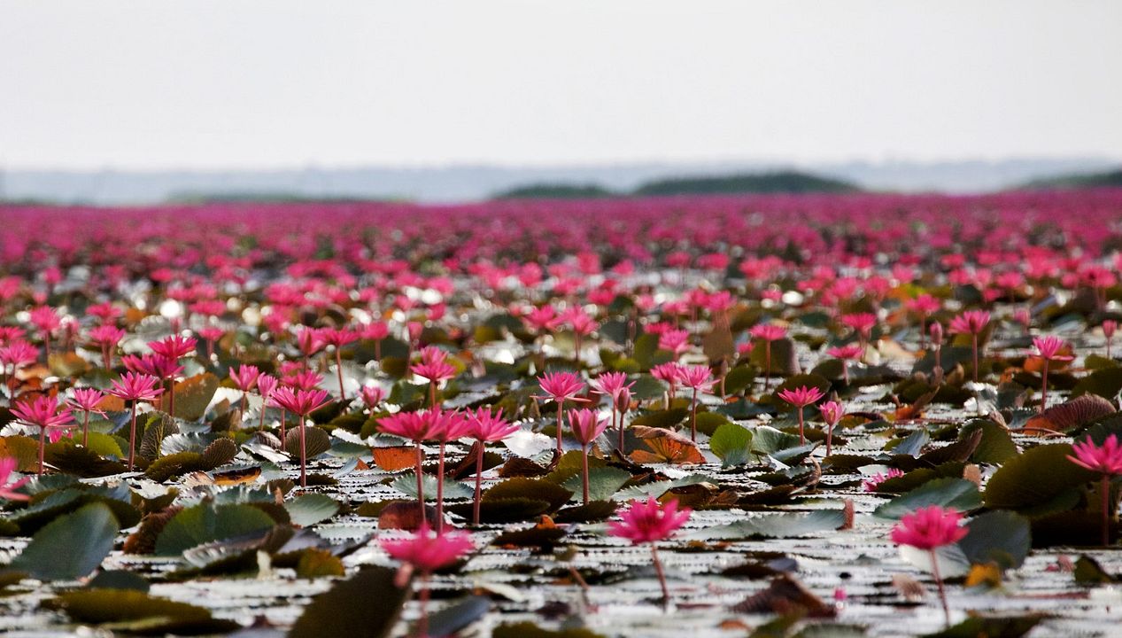 Thailand: Earth's Tropical Paradise : Photo