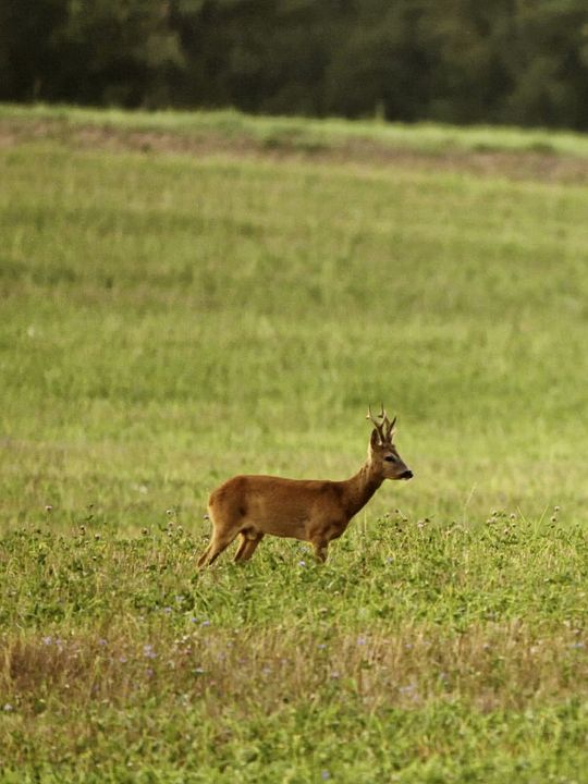 Et l'homme créa la chasse : Affiche