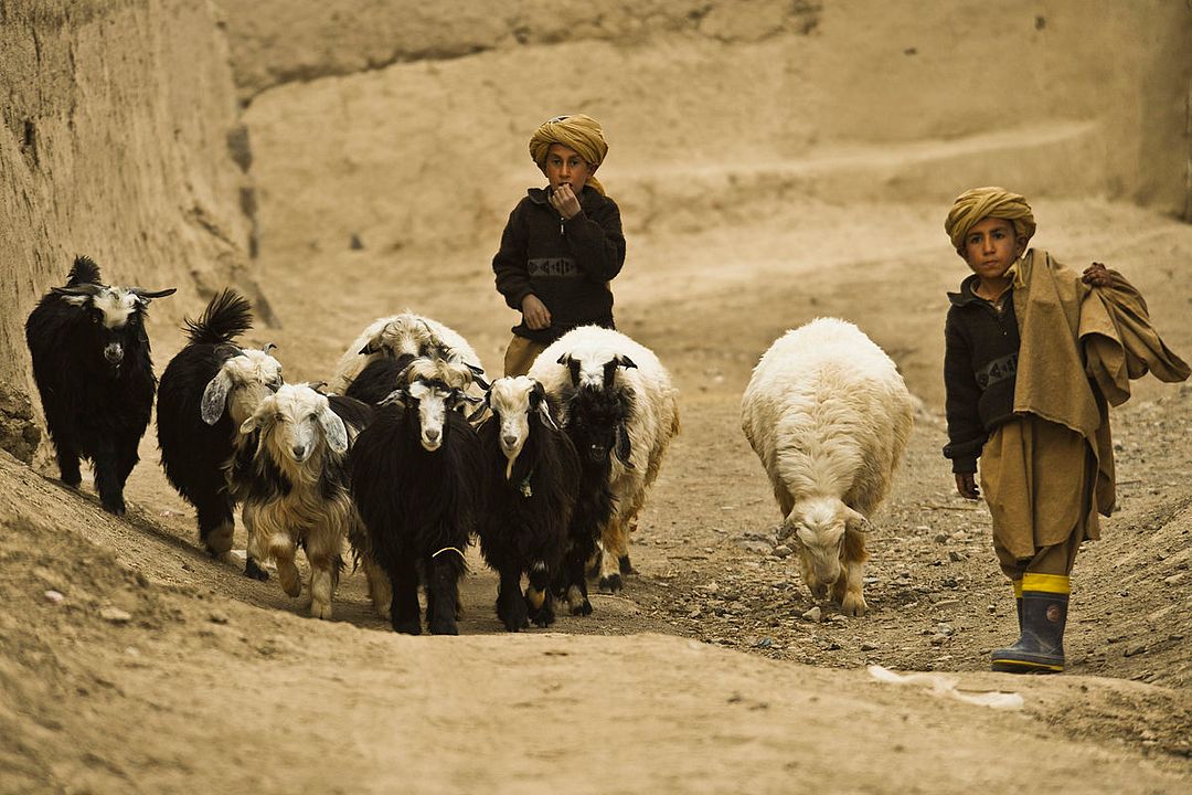Wolf And Sheep : Photo
