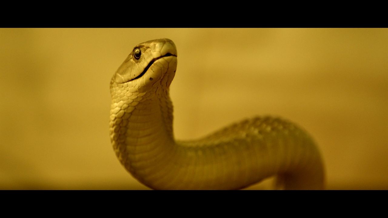 Serpent : Photo