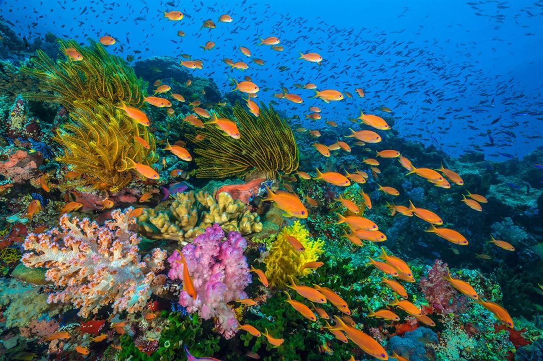 Océans : Notre planète bleue : Photo