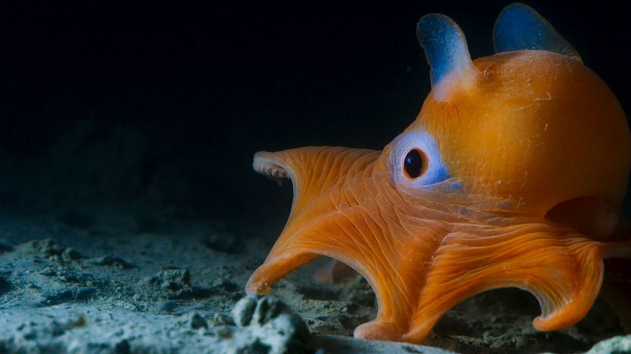 Océans : Notre planète bleue : Photo