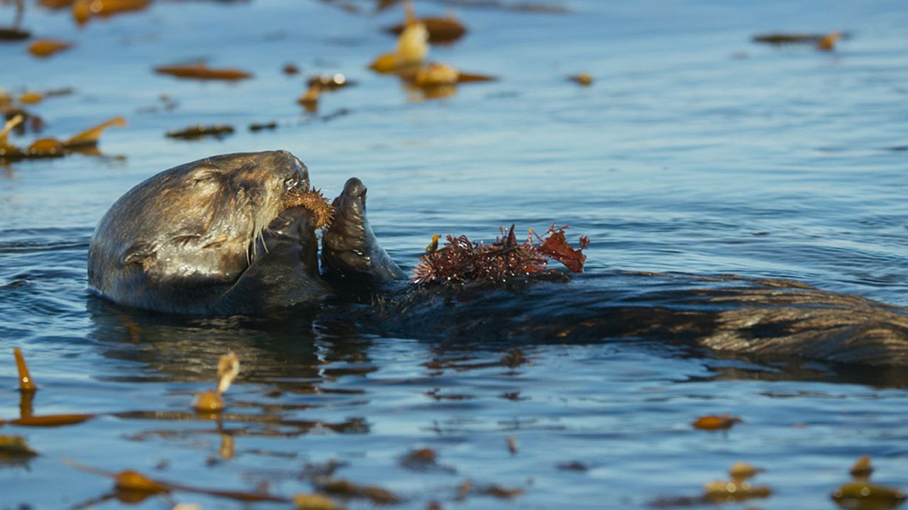 Océans : Notre planète bleue : Photo