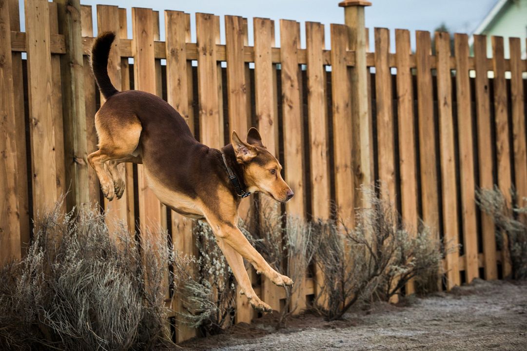 L'Incroyable aventure de Bella : Photo