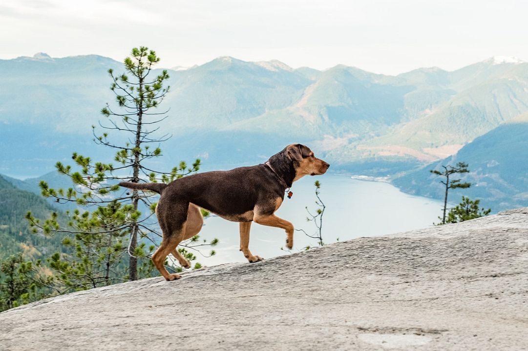 L'Incroyable aventure de Bella : Photo