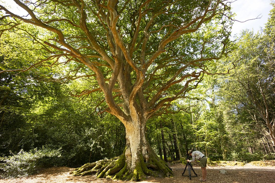 Les Arbres Remarquables, un patrimoine à protéger : Photo