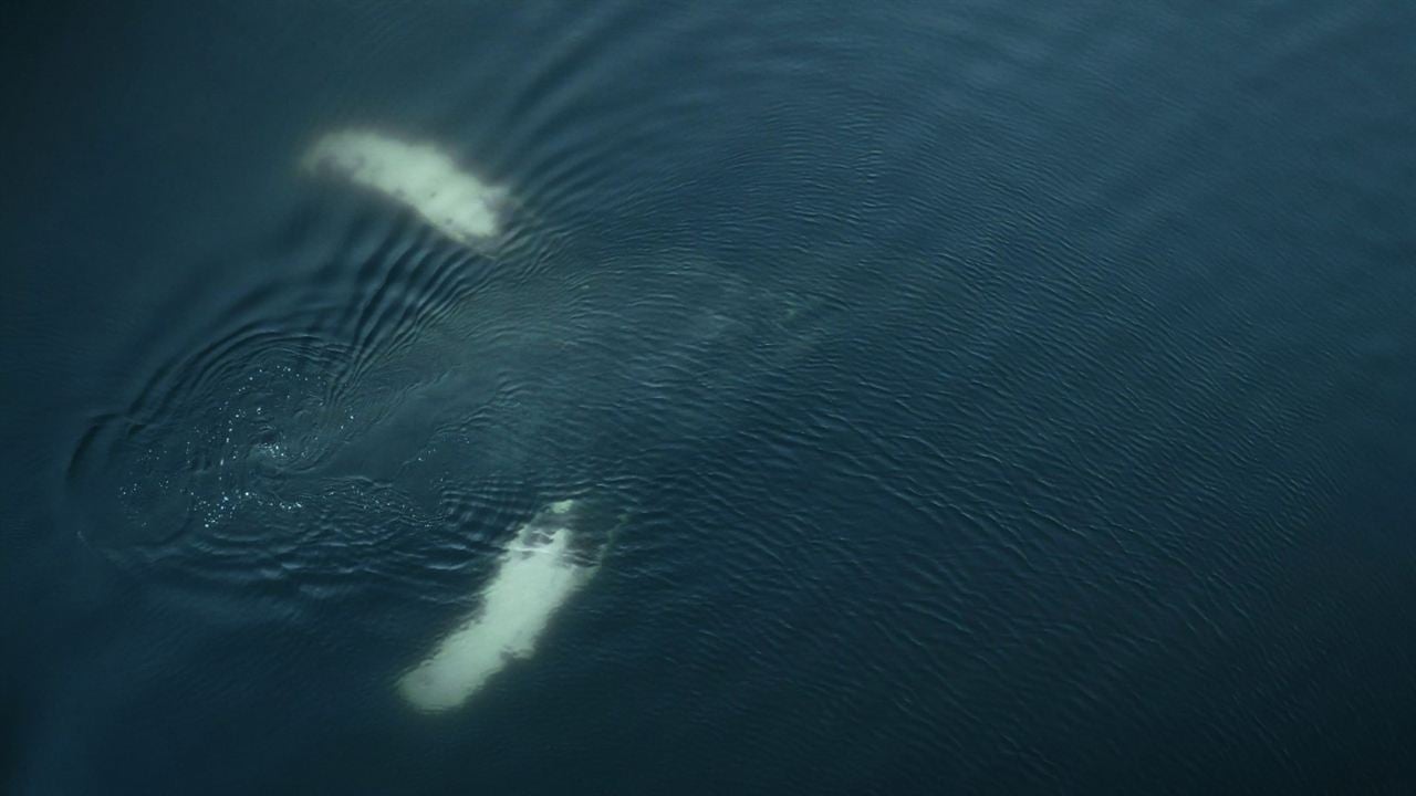 La Baleine & le corbeau : Photo