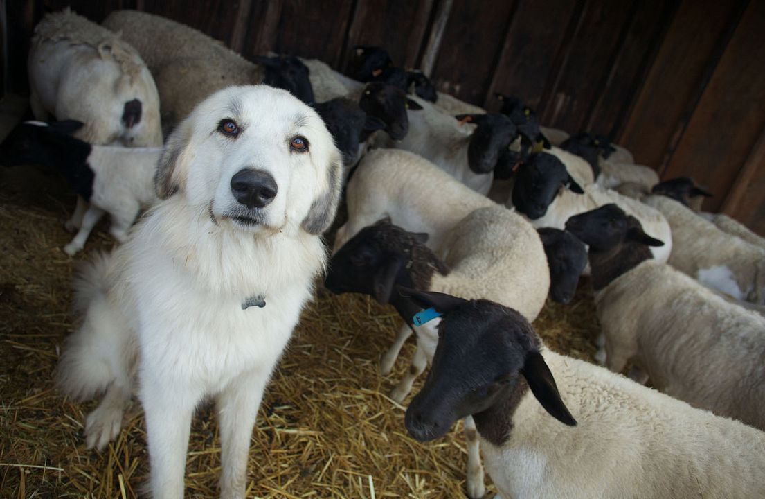 Tout est possible (The biggest little farm) : Photo