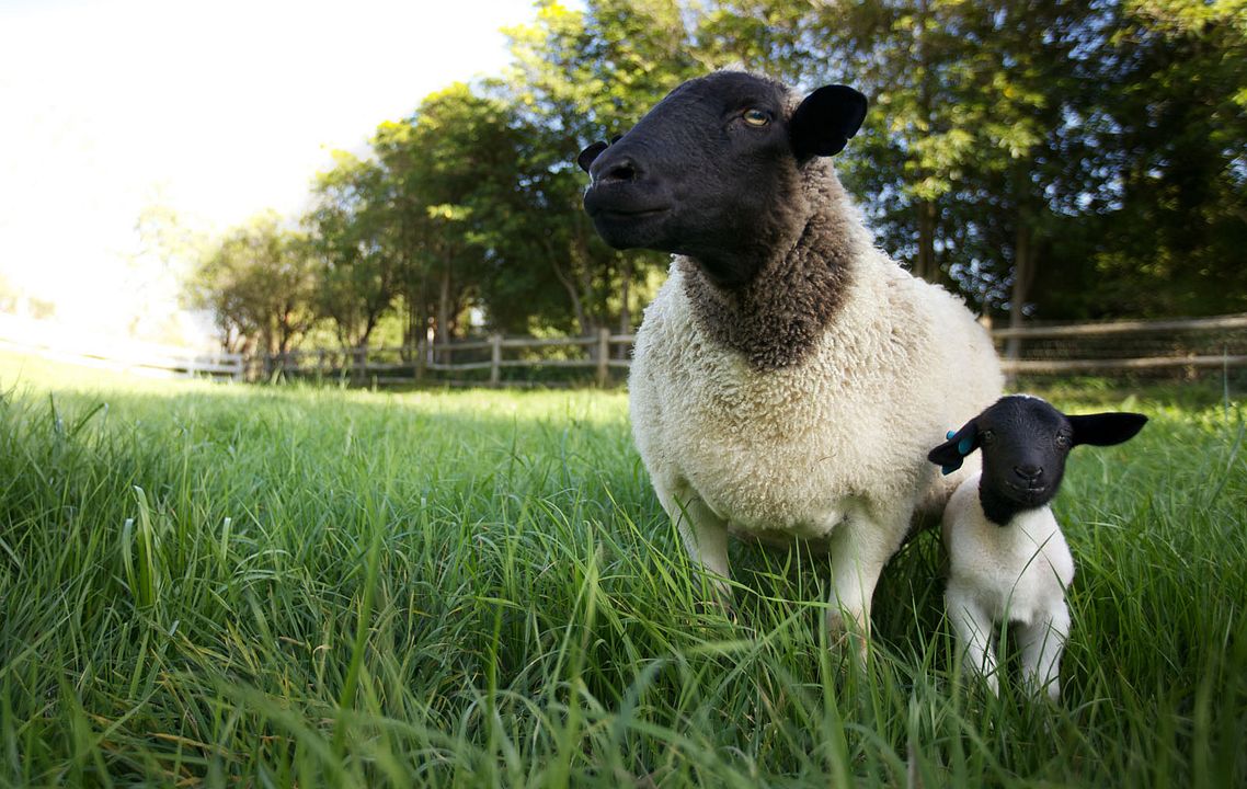 Tout est possible (The biggest little farm) : Photo