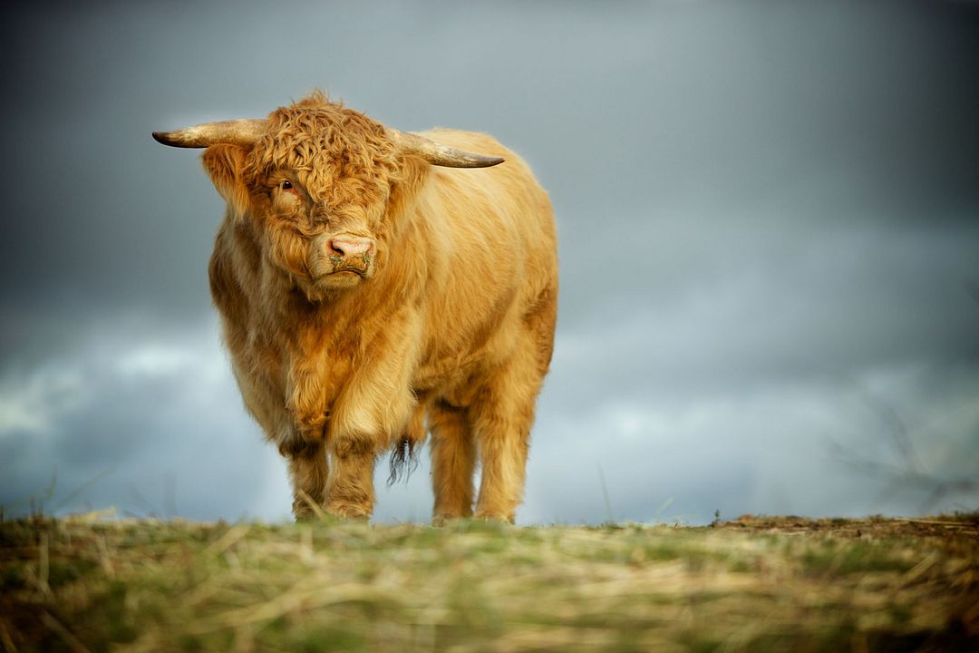 Tout est possible (The biggest little farm) : Photo
