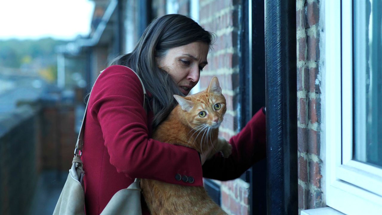 Un chat dans le mur : Photo