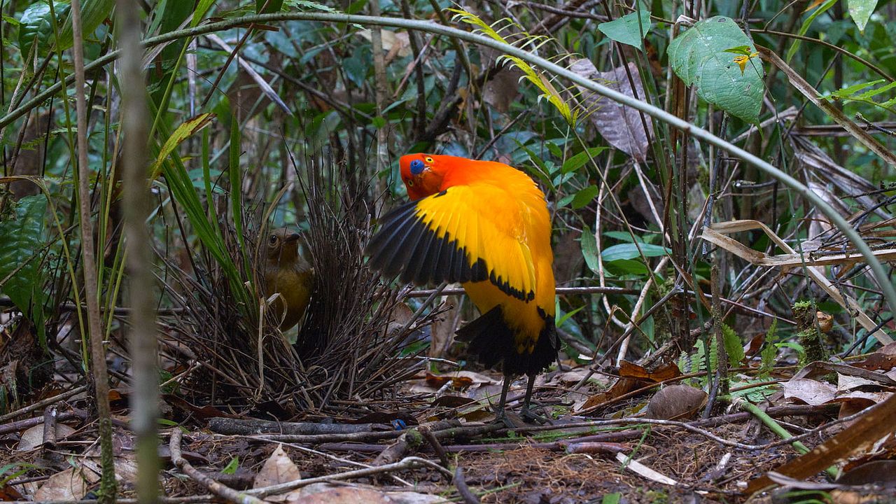 Dancing With The Birds : Photo