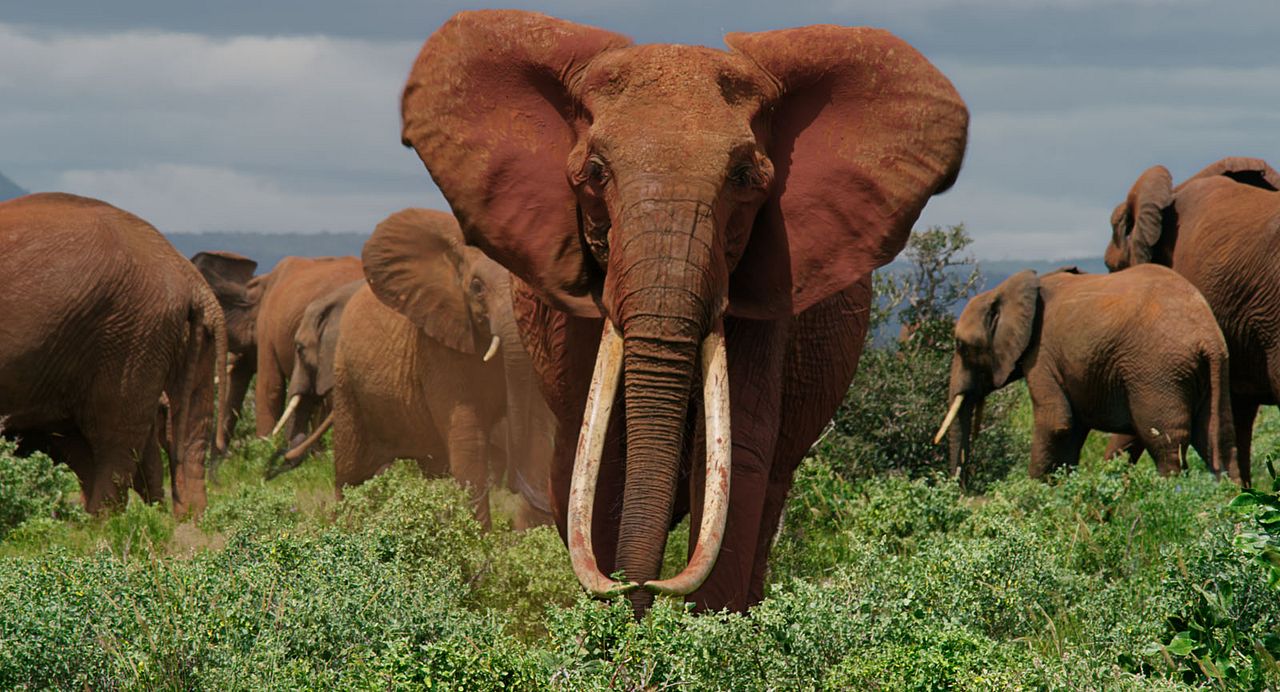 The Elephant Queen : Photo