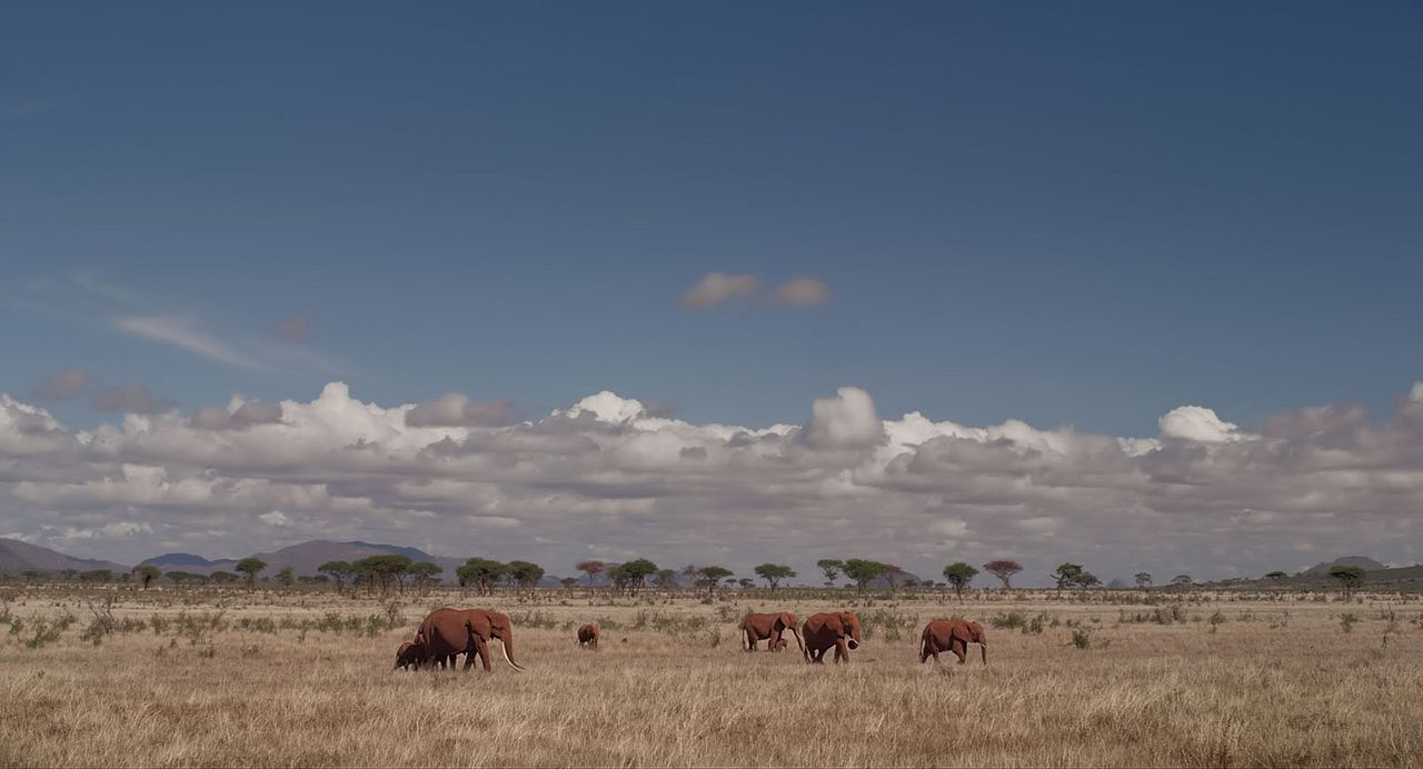 The Elephant Queen : Photo