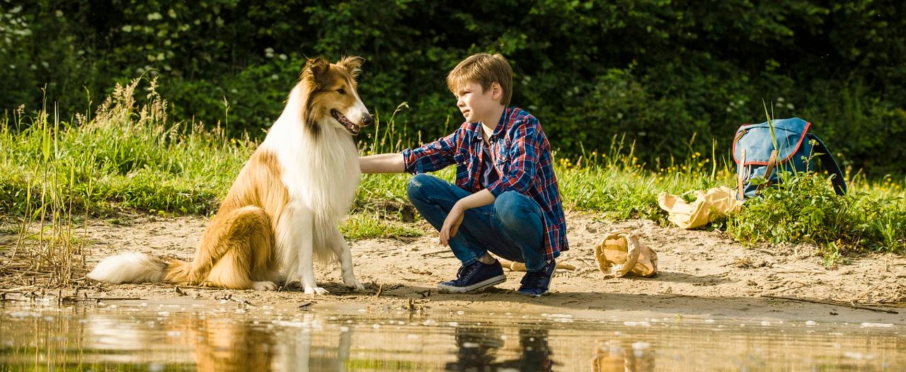 Lassie, La route de l'aventure : Photo Nico Marischka